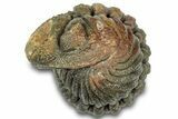 Wide, Enrolled Morocops Trilobite - Morocco #323199-1